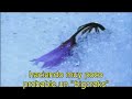 comedy fun music free entertaiment funny sex music magic