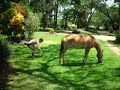 caindo do cavalo