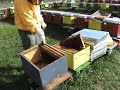 bees-p?ele
