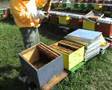 bees-pčele