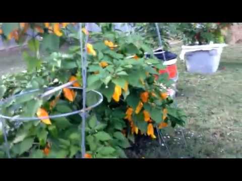 how to grow ghost peppers