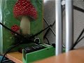 Messin� with Marshall JMP1  and Tube screamer