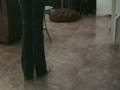 videos de Bella Retrieve Dumbbell 5 months