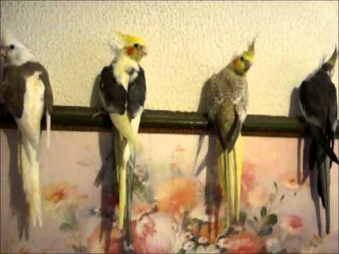 Mis cacatúas ninfas