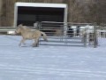 Goldie Video.wmv