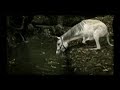 greenpeace greenpeace