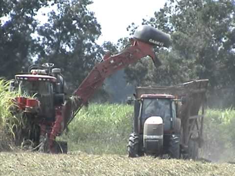 how to harvest sugar cane