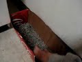 Solutions for Ferret Owners #1
