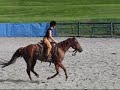 Sweet Sane and Incredible Genetics!! 3 yo AQHA mare