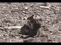 Cute Mountain Critters