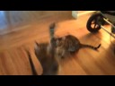 Rurik and Carabas flip out