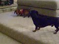 Abby & Pretzel.mov