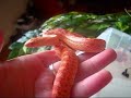 Giraffe, the angry albino sonoran.
