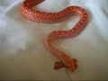 Giraffe, the angry albino sonoran.