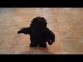 WIRE FOX TERRIER TEDDY FRANKENWIRE SHOWDOWN WITH KING KONG
