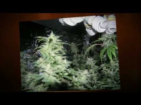 how to grow weed with cfl lights