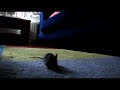 muis in huis 2
