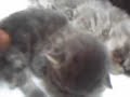 Gatil Le Saphir Bleu - Fêmea azul tabby (Andaluzita & Cajú)