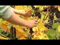 Weinproduktion