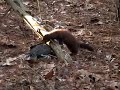 The Mink  By Mark Trabue