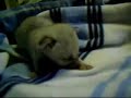 Fennec fox Chronicles #3