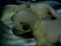 Fennec fox Chronicles 3
