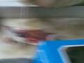 videos de Disecting The Mice part2