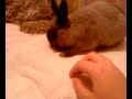 Netherland Dwarf Hazel