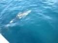 Dolphins in Novorossiysk
