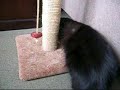 Daisy and her scratching post Daisy and her scratching post