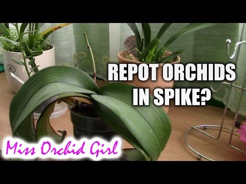 how to replant an orchid stem