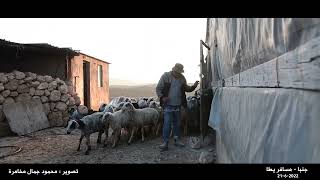 #فيديو الحياة في مسافر يطا صباحا - خربة جنبا #مسافر_يطا #فيديو الحياة في مسافر يطا صباحا - خربة جنبا #مسافر_يطا