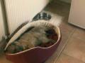 videos de Gus the Slut Dog