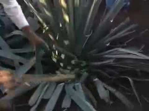 how to harvest agave for tequila