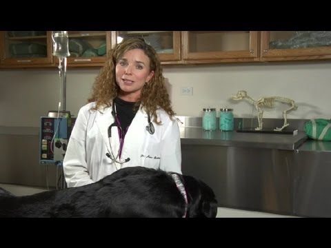 how to relieve dog bloat