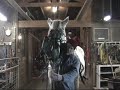 Valley View Percherons - Trina