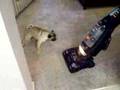 Calypso and Vacuum Cleaner