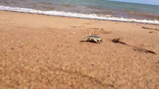 Flatback hatchlings :)