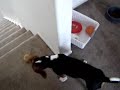 Beagle and the Laser Pointer Beagle and the Laser Pointer