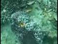 videos de Sights and Sounds of Puerto Princesa: Palawan Adventure