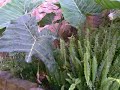 2006年6月から2008年12月まで -- 矢亜蘭