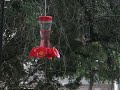 Hummingbird in our yard