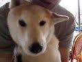 Shiba & JRT v111 ????????????? ????? ??????