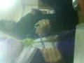 pelea con juann