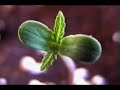 hash weed ganja drugsHow To 2 of 4