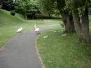 Bloody Swans