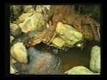 kurucasile  tanıtım videosu
