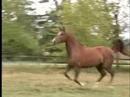 ES Calamity Jane  Half arabian halfhackney mare