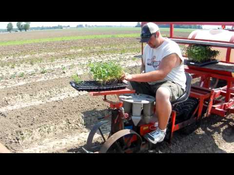 how to transplant tomatoes