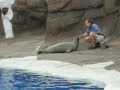 Seals Seals